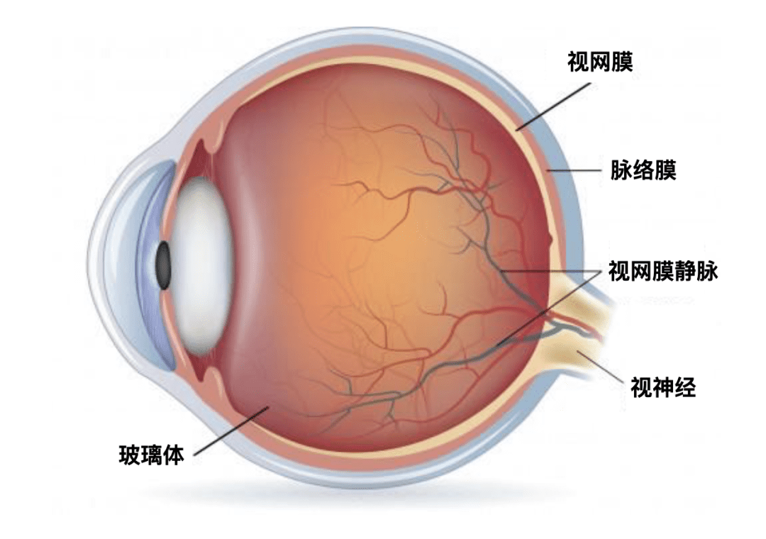 三個現(xiàn)象揭示認(rèn)知心理學(xué)與用戶體驗的關(guān)系