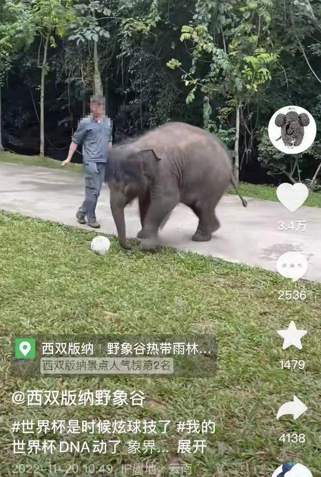 非正常死亡飆升直指原罪，千億動物園產(chǎn)業(yè)何日投身自我救贖？